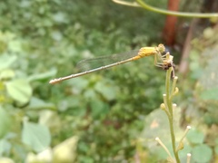 Pseudagrion decorum