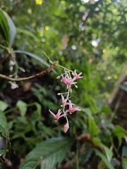 Sterculia brevissima