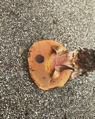 Suillellus amygdalinus