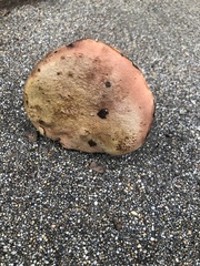 Suillellus amygdalinus