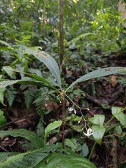 Sterculia brevissima