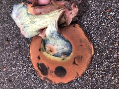 Suillellus amygdalinus