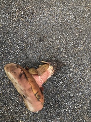 Suillellus amygdalinus