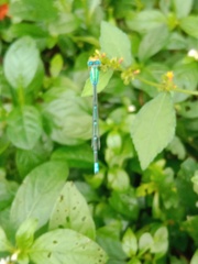 Pseudagrion decorum