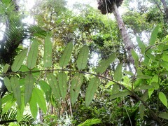 Austromatthaea elegans