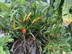 Scaphyglottis imbricata