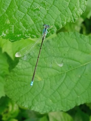 Pseudagrion spencei