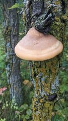 Pseudospongipellis unicolor