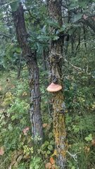 Pseudospongipellis unicolor