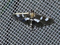 Desmia funeralis