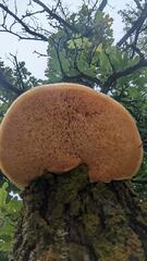 Pseudospongipellis unicolor