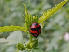 Coccinella transversalis