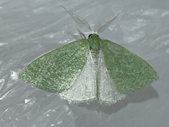 Synchlora faseolaria
