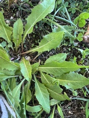 Taraxacum officinale