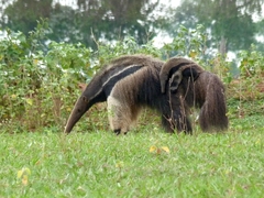 Myrmecophaga tridactyla