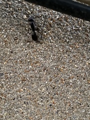 Camponotus pennsylvanicus