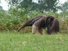 Myrmecophaga tridactyla