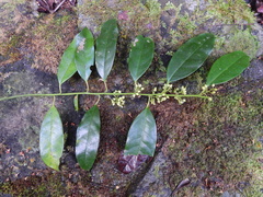 Apodytes brachystylis
