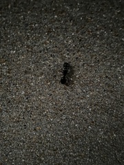 Camponotus pennsylvanicus