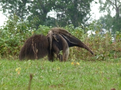 Myrmecophaga tridactyla