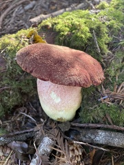 Boletus smithii