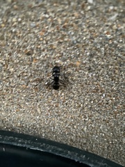 Camponotus pennsylvanicus