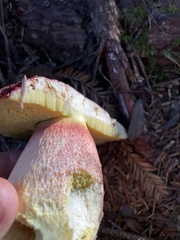 Boletus smithii