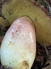 Boletus smithii
