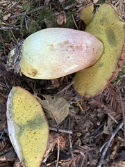 Boletus smithii