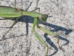 Mantidae