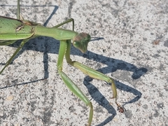 Mantidae