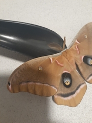Antheraea polyphemus