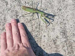 Mantidae