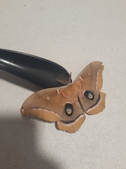 Antheraea polyphemus