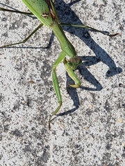 Mantidae