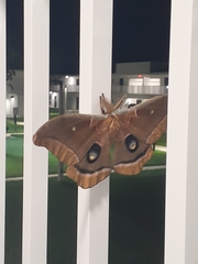 Antheraea polyphemus