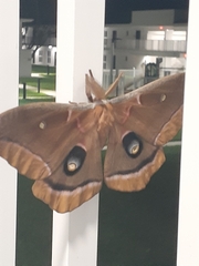 Antheraea polyphemus
