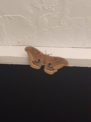 Antheraea polyphemus