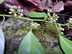 Apodytes brachystylis