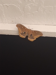 Antheraea polyphemus