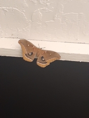 Antheraea polyphemus