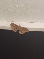 Antheraea polyphemus