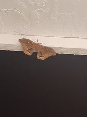 Antheraea polyphemus