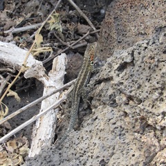 Microlophus indefatigabilis