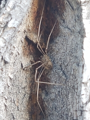 Phalangioidea