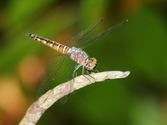 Brachydiplax duivenbodei