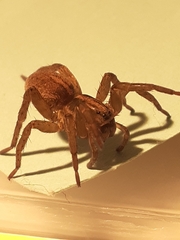 Trochosa