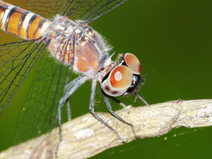 Brachydiplax duivenbodei