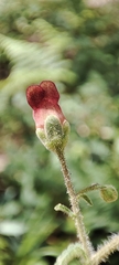 Scrophularia scorodonia