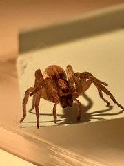 Trochosa
